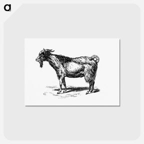 アートポストカード-Goat from Portuguese Expedition To Muatianvua
 - 大英図書館 Postcard.