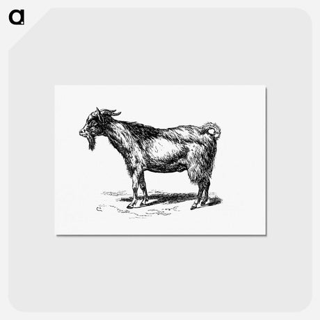 アートポストカード-Goat from Portuguese Expedition To Muatianvua
 - 大英図書館 Postcard.
