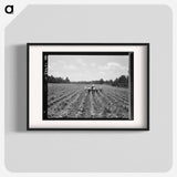 Delta cooperative farm. Hillhouse, Mississippi. - Dorothea Lange Poster.