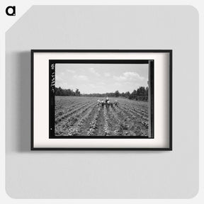 アートポスター-Delta cooperative farm. Hillhouse, Mississippi. - ドロテア ラング Poster.