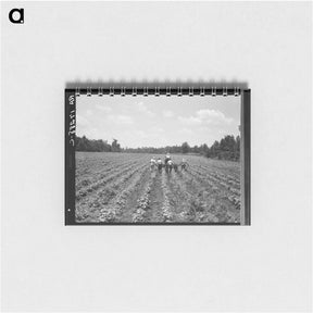 アートメモ帳-Delta cooperative farm. Hillhouse, Mississippi. - ドロテア ラング Memo.