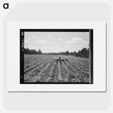 Delta cooperative farm. Hillhouse, Mississippi. - Dorothea Lange Poster.