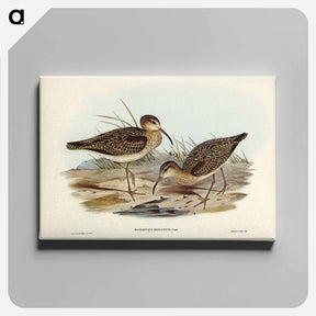 アートパネル-Little Whimbrel
 - ジョン グールド Canvas.