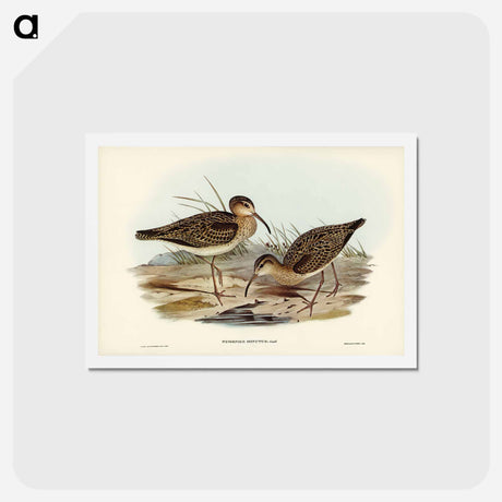 アートポストカード-Little Whimbrel
 - ジョン グールド Postcard.