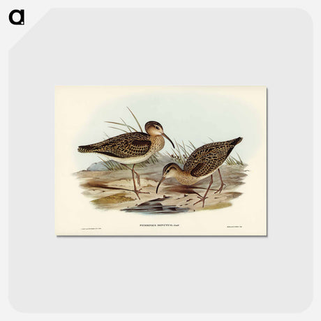 アートポストカード-Little Whimbrel
 - ジョン グールド Postcard.