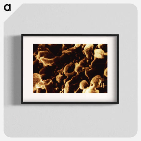 アートポスター-Human Immunodeficiency Virus Micrograph
 - 国立医学図書館 Poster.