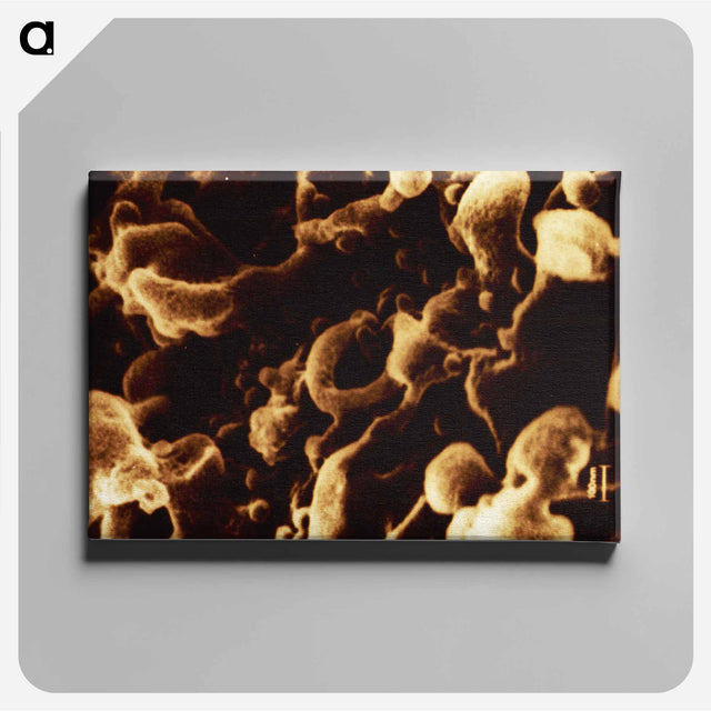 アートパネル-Human Immunodeficiency Virus Micrograph
 - 国立医学図書館 Canvas.