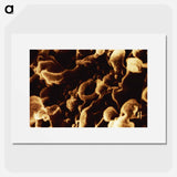 アートポスター-Human Immunodeficiency Virus Micrograph
 - 国立医学図書館 Poster.