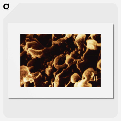 アートポスター-Human Immunodeficiency Virus Micrograph
 - 国立医学図書館 Poster.