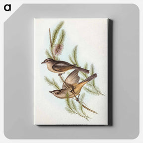 アートパネル-Buff-bellied Shrike-thrush
 - オーストラリアの鳥 Canvas.