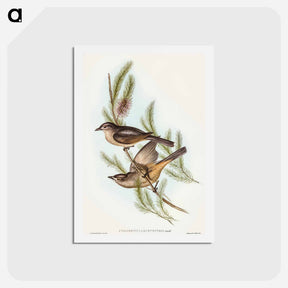 アートポストカード-Buff-bellied Shrike-thrush
 - オーストラリアの鳥 Postcard.