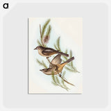 アートポストカード-Buff-bellied Shrike-thrush
 - オーストラリアの鳥 Postcard.