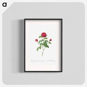 アートポスター-Provence or French Rose
 - クリーブランド美術館 Poster.