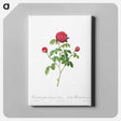 アートパネル-Provence or French Rose
 - クリーブランド美術館 Canvas.