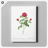 アートパネル-Provence or French Rose
 - クリーブランド美術館 Canvas.