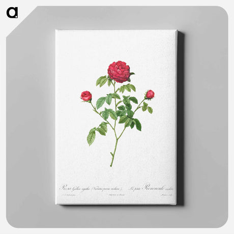 アートパネル-Provence or French Rose
 - クリーブランド美術館 Canvas.