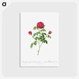 アートポストカード-Provence or French Rose
 - クリーブランド美術館 Postcard.