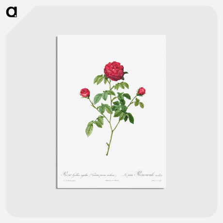 アートポストカード-Provence or French Rose
 - クリーブランド美術館 Postcard.