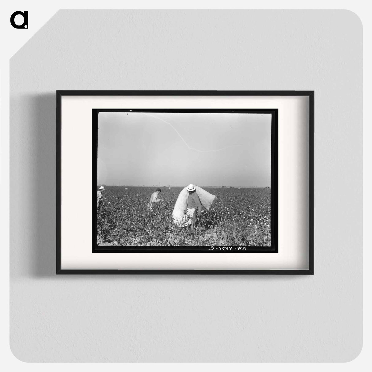 Pickers in cotton field - Dorothea Lange Poster.