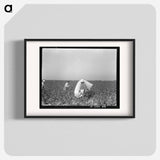 Pickers in cotton field - Dorothea Lange Poster.