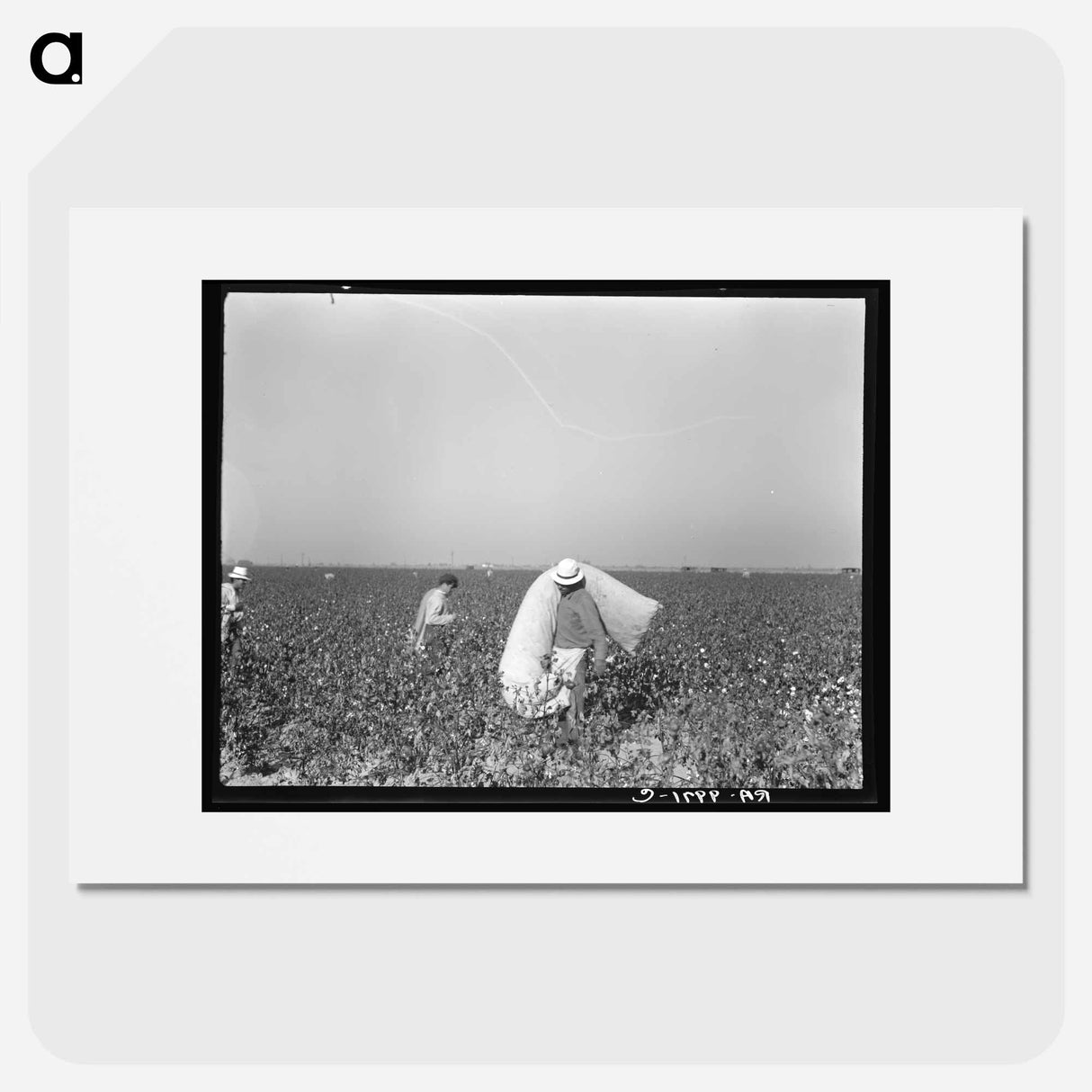 Pickers in cotton field - Dorothea Lange Poster.