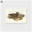 アートポストカード-Australian Curlew
 - ジョン グールド Postcard.