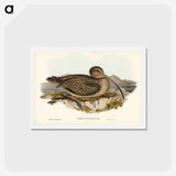 アートポストカード-Australian Curlew
 - ジョン グールド Postcard.