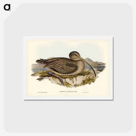 アートポストカード-Australian Curlew
 - ジョン グールド Postcard.