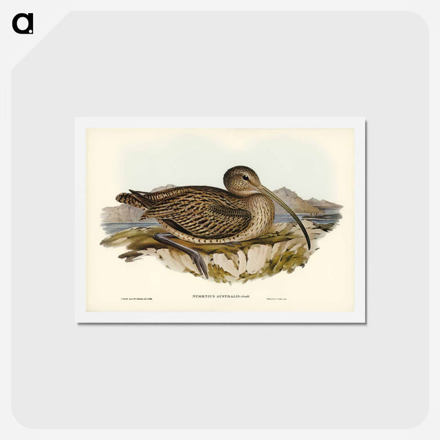 アートポストカード-Australian Curlew
 - ジョン グールド Postcard.