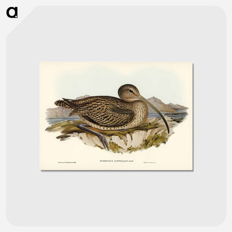 アートポストカード-Australian Curlew
 - ジョン グールド Postcard.
