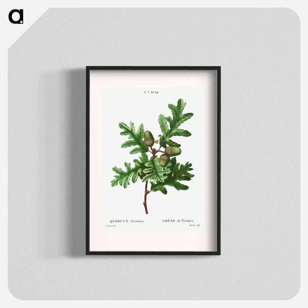 Pyrenean oak, Quercus pyrenaica - ピエール ジョゼフ ルドゥーテ Poster.