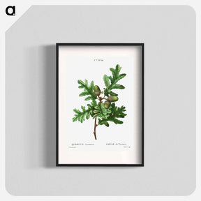 アートポスター-Pyrenean oak, Quercus pyrenaica - ピエール ジョゼフ ルドゥーテ Poster.