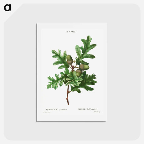 アートポストカード-Pyrenean oak, Quercus pyrenaica - ピエール ジョゼフ ルドゥーテ Postcard.