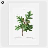 Pyrenean oak, Quercus pyrenaica - ピエール ジョゼフ ルドゥーテ Poster.