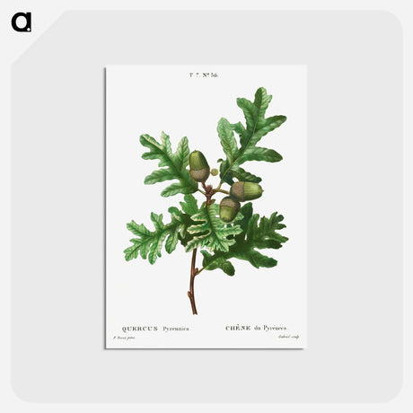 アートポストカード-Pyrenean oak, Quercus pyrenaica - ピエール ジョゼフ ルドゥーテ Postcard.