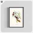 アートポスター-Masked Wood Swallow
 - オーストラリアの鳥 Poster.