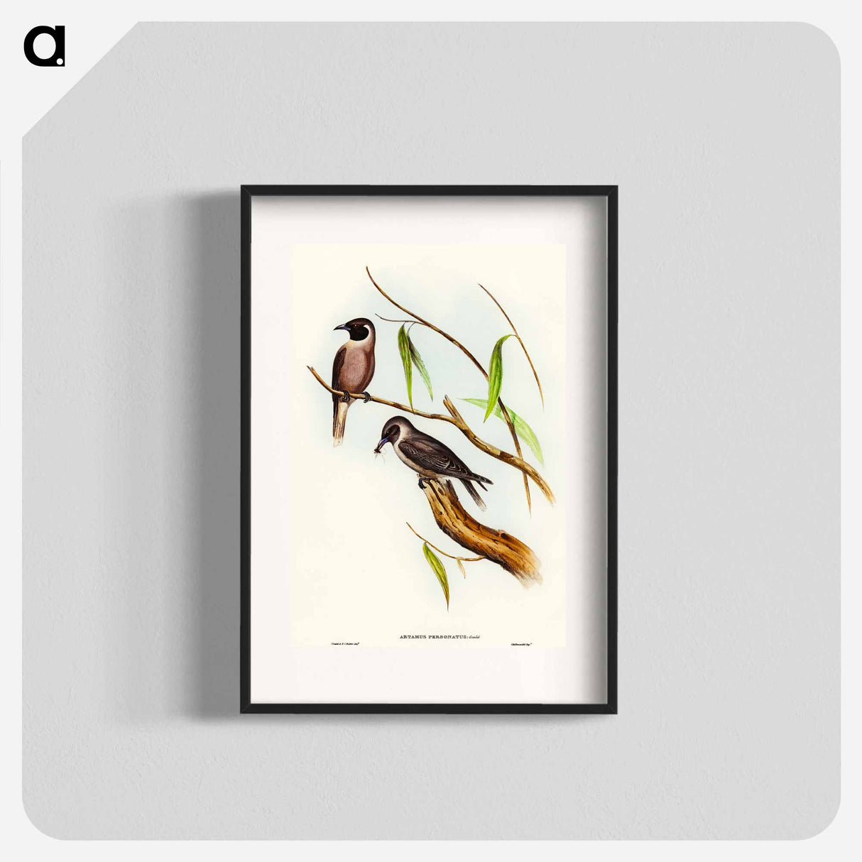 アートポスター-Masked Wood Swallow
 - オーストラリアの鳥 Poster.