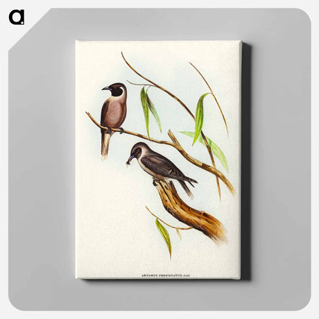 アートパネル-Masked Wood Swallow
 - オーストラリアの鳥 Canvas.