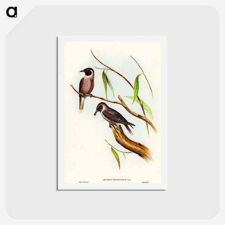 アートポストカード-Masked Wood Swallow
 - オーストラリアの鳥 Postcard.