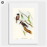 アートポスター-Masked Wood Swallow
 - オーストラリアの鳥 Poster.