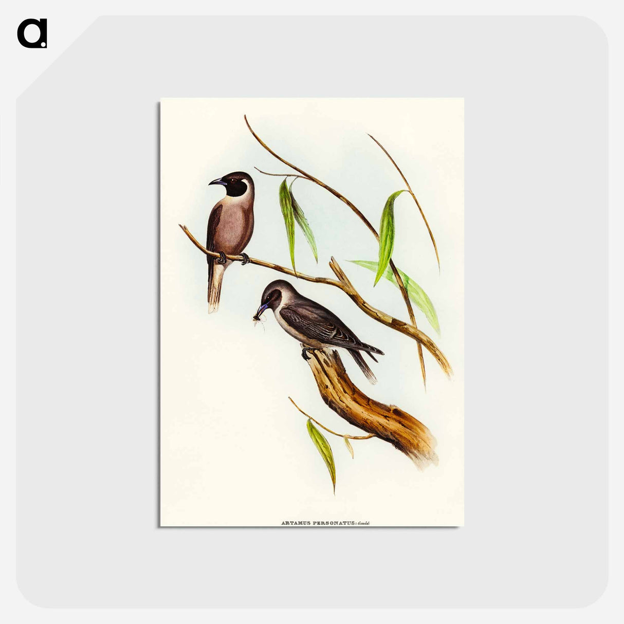 アートポストカード-Masked Wood Swallow
 - オーストラリアの鳥 Postcard.