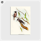 アートポストカード-Masked Wood Swallow
 - オーストラリアの鳥 Postcard.