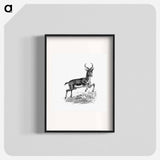 アートポスター-Buck Deer from Portuguese Expedition to Muatianvua
 - 大英図書館 Poster.