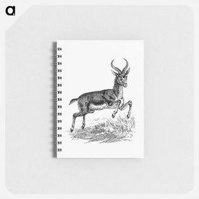 アートメモ帳-Buck Deer from Portuguese Expedition to Muatianvua
 - 大英図書館 Memo.