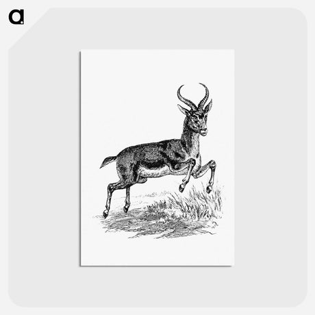 アートポストカード-Buck Deer from Portuguese Expedition to Muatianvua
 - 大英図書館 Postcard.