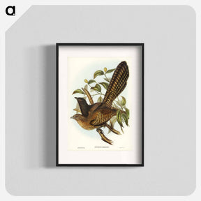 アートポスター-Pheasant Cuckoo
 - ジョン グールド Poster.