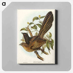 アートパネル-Pheasant Cuckoo
 - ジョン グールド Canvas.