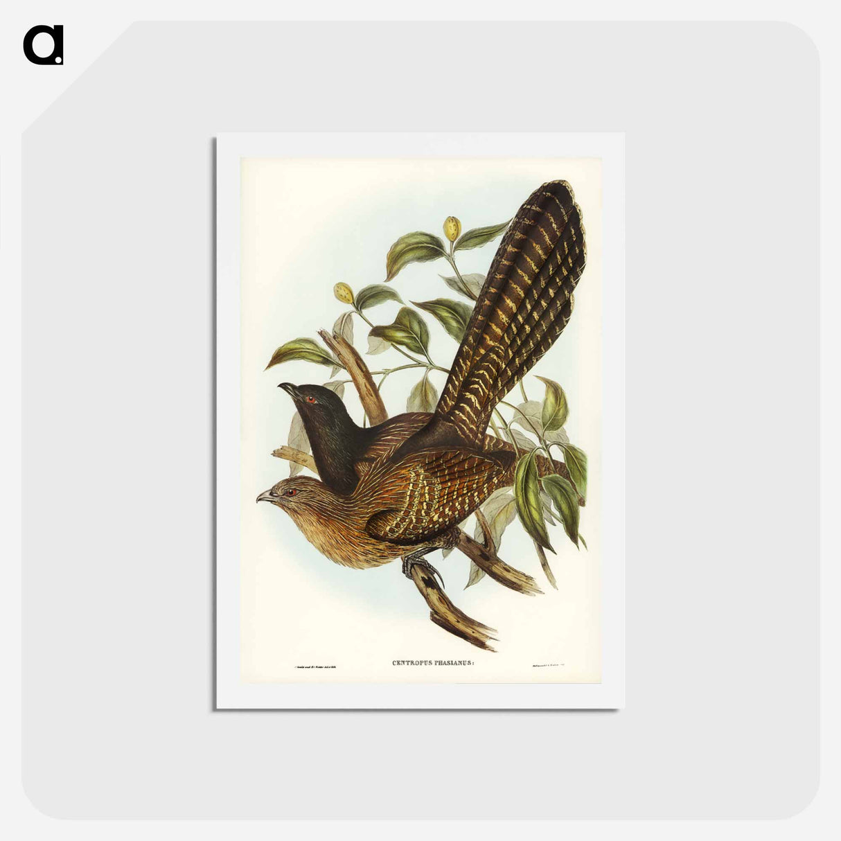 アートポストカード-Pheasant Cuckoo
 - ジョン グールド Postcard.