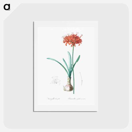アートポストカード-Guernsey lily illustration - ピエール ジョゼフ ルドゥーテ Postcard.