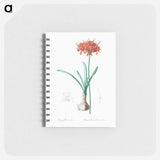 Guernsey lily illustration - ピエール ジョゼフ ルドゥーテ Memo.